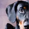 dobermann_ziah