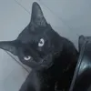simonecortez1