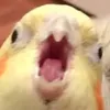 kakiski