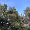 athurahayu