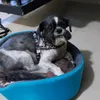 patrciarogato