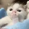 yawznzzjun