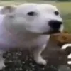.hell_hound_