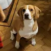 riobeagle26
