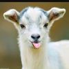 andrew_b_ball_goats