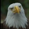 eagly4