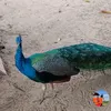 renataaraujo140