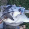 waldirlindo