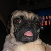 texasthepug
