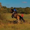 equine_lola