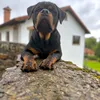 rottweilerlimon