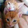 micifelici