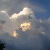 paca_cz