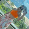juliachagas___