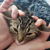 chispithecat_