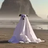 davikp