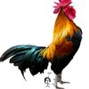 ainsleyclaw