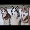 threehuskies