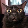 catmanimal