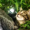 catsofsk