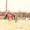 dalhiodhip