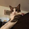 catsbark69