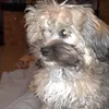 toetiedepuppy