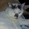 little_kitten_20yrs