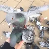 pigeon_tower
