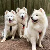 samoyede88