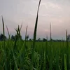 nguyenthanhbui_12
