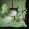 nacharaa