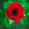 fru_trust_me