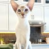 delilah_do_little