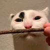 1nsomnia4