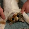 littlevrullz