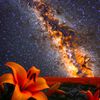 celestial.lilly