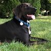 altonjames_gsp