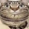 chilisuolakurkku