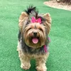 layla_yorkk