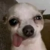 bakitdah
