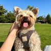 simba.the.yorkiee