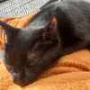 shylittlephoenix