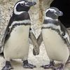 sweg_penguin