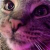 wesleythecat