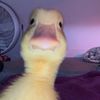 rianne163