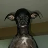 dorii_dorri