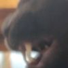 animaljam.net
