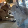 milo.bambi