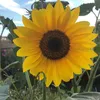 just.leasophie
